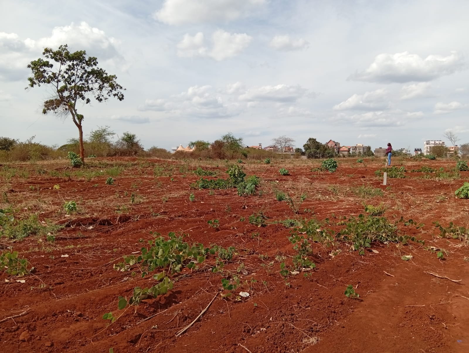 50 100 Plots For Sale in Ngoigwa Kiambu (2)